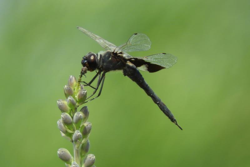 Photo of Black Saddlebags