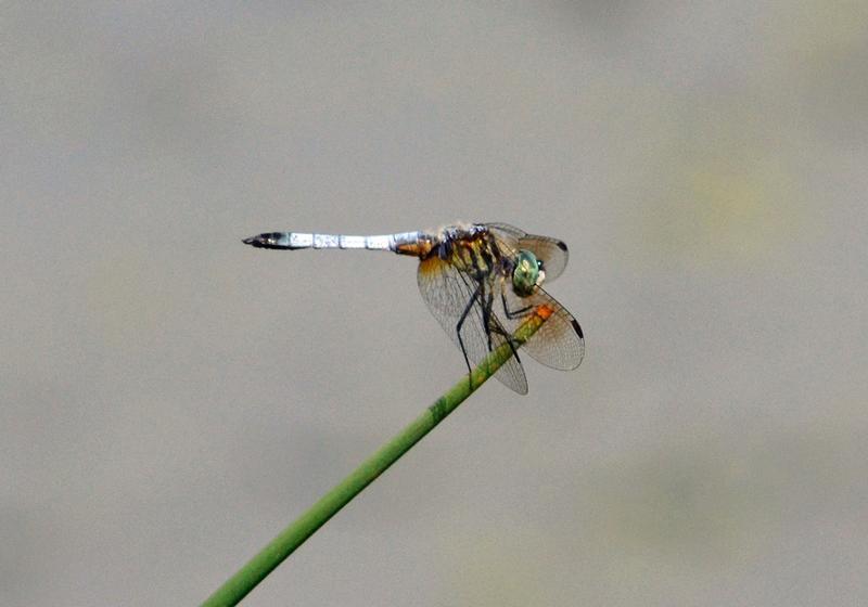 Photo of Blue Dasher
