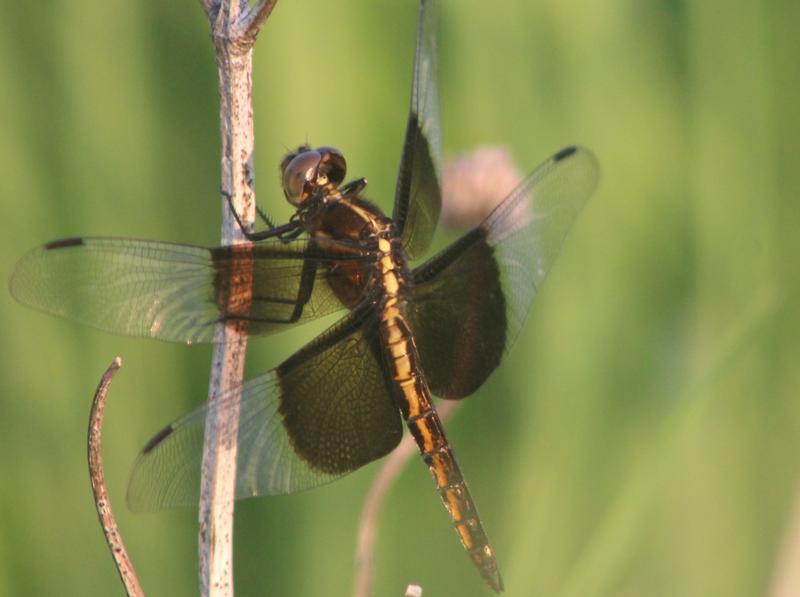 Photo of Widow Skimmer