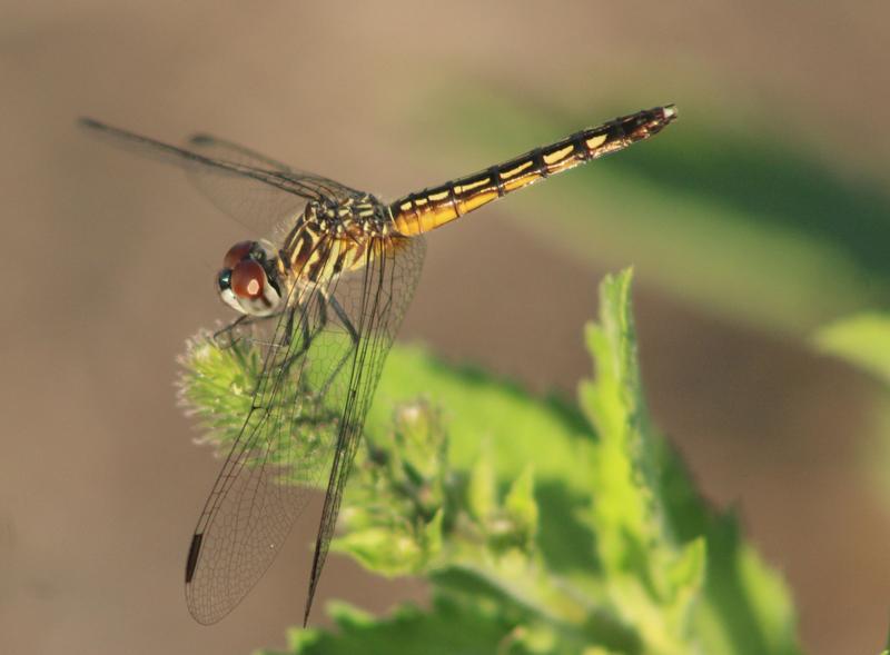 Photo of Blue Dasher
