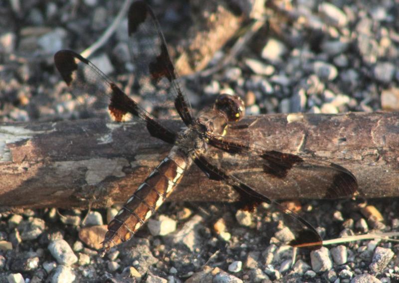 Photo of Common Whitetail