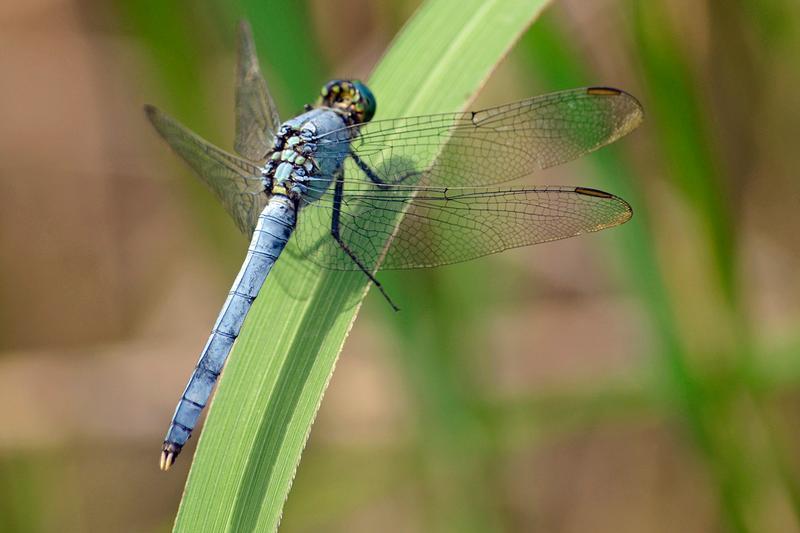 Photo of Eastern Pondhawk