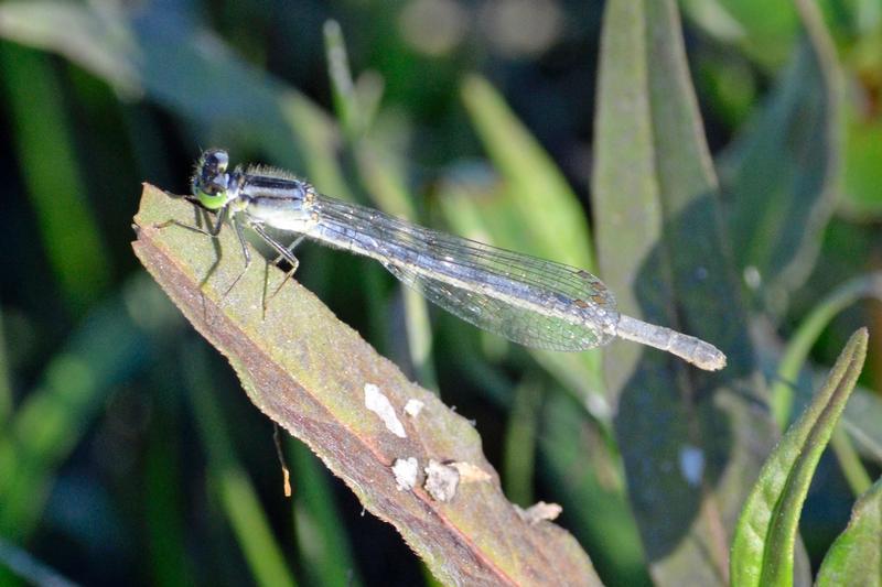 Photo of Eastern Forktail