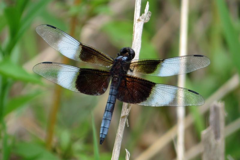 Photo of Widow Skimmer