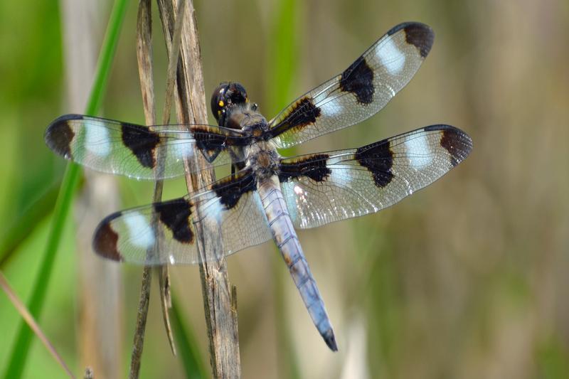 Photo of Twelve-spotted Skimmer