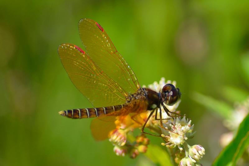 Photo of Eastern Amberwing