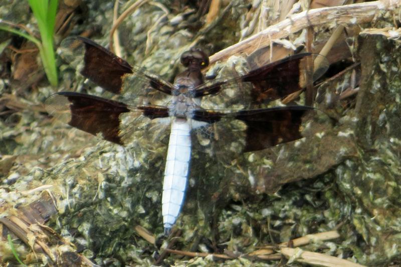 Photo of Common Whitetail