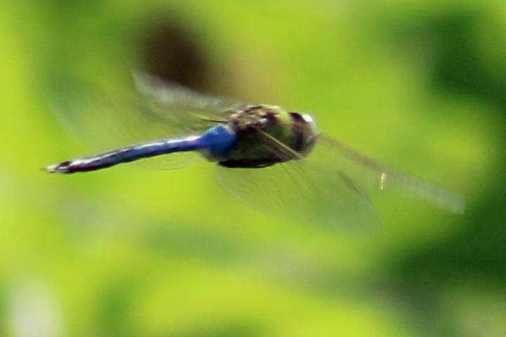 Photo of Common Green Darner