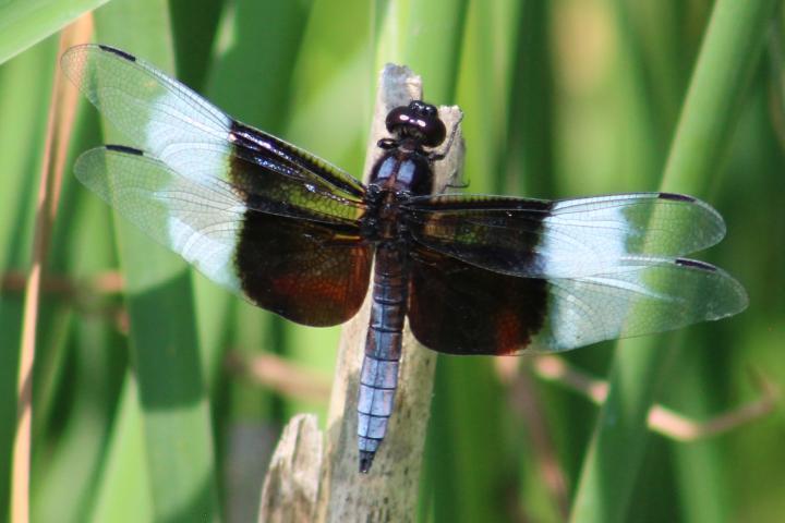 Photo of Widow Skimmer