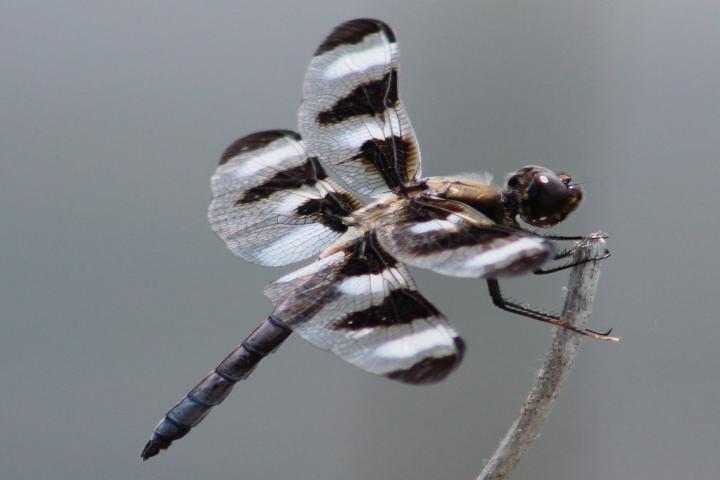 Photo of Twelve-spotted Skimmer