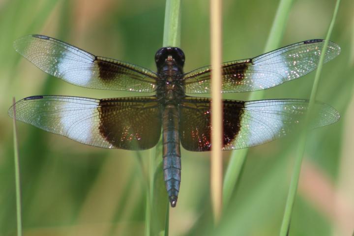 Photo of Widow Skimmer