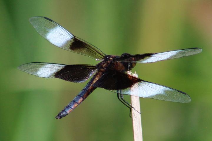 Photo of Widow Skimmer