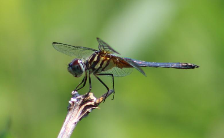 Photo of Blue Dasher