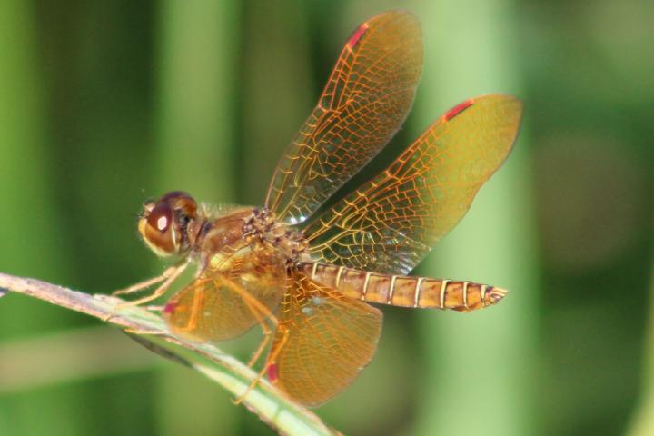 Photo of Eastern Amberwing