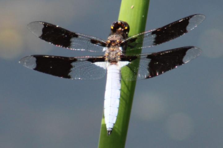 Photo of Common Whitetail