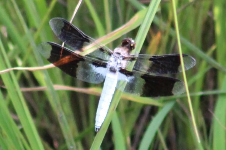 Photo of Common Whitetail