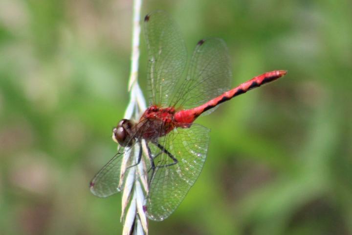 Photo of White-faced Meadowhawk