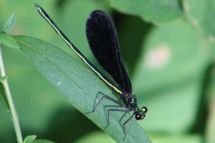 Photo of Ebony Jewelwing