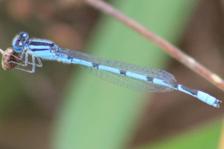 Photo of Familiar Bluet