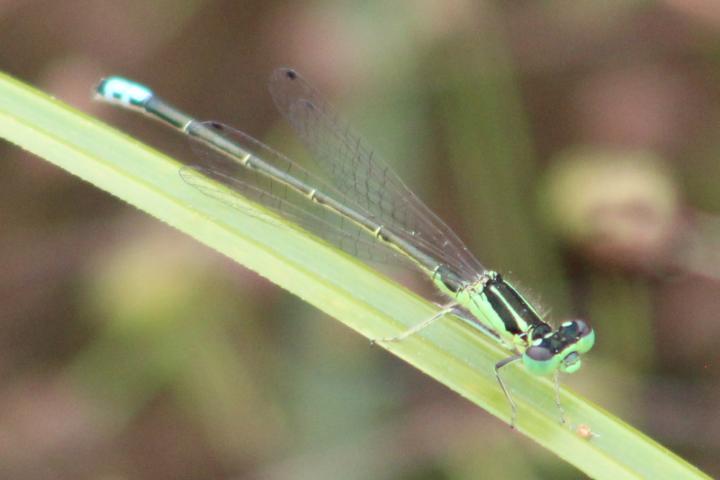 Photo of Eastern Forktail