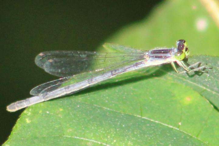 Photo of Eastern Forktail