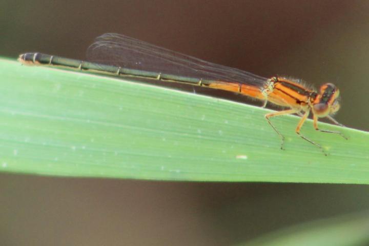 Photo of Eastern Forktail