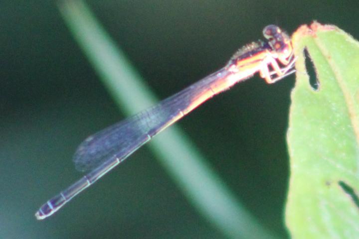 Photo of Eastern Forktail