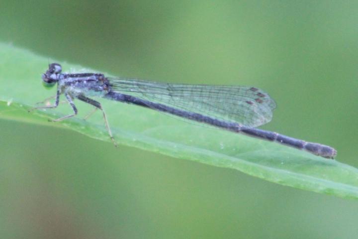 Photo of Eastern Forktail