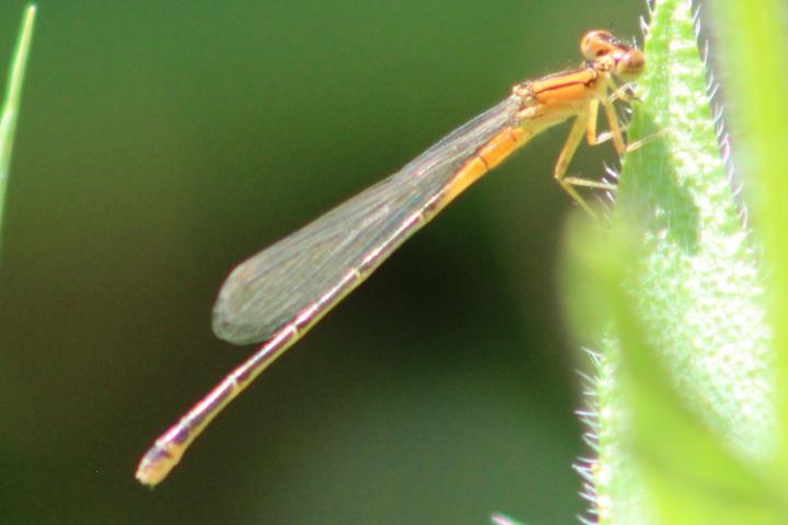 Photo of Eastern Forktail