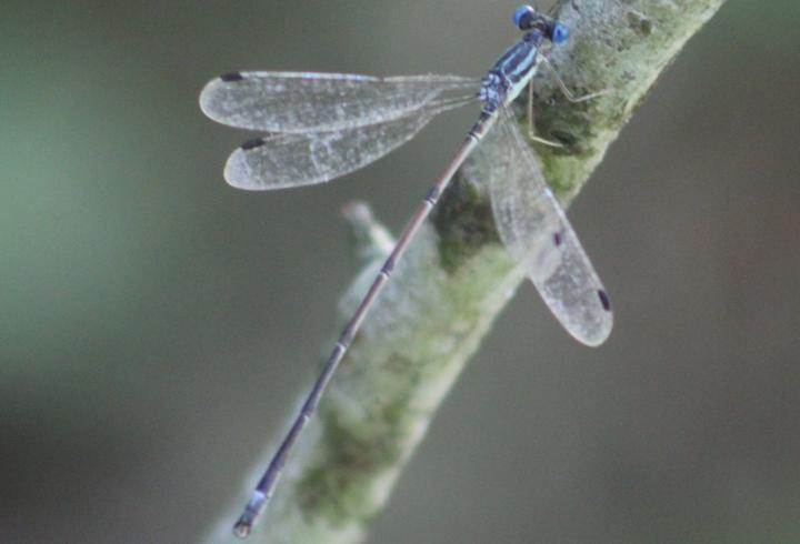 Photo of Slender Spreadwing