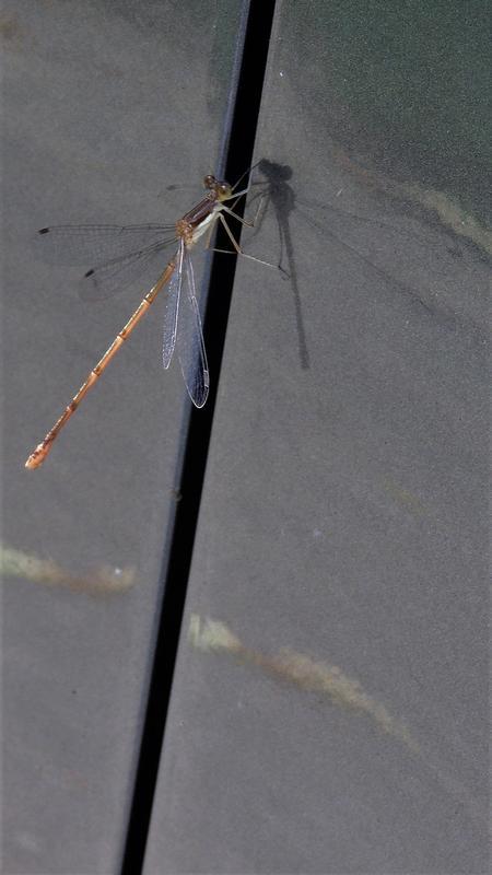 Photo of Slender Spreadwing