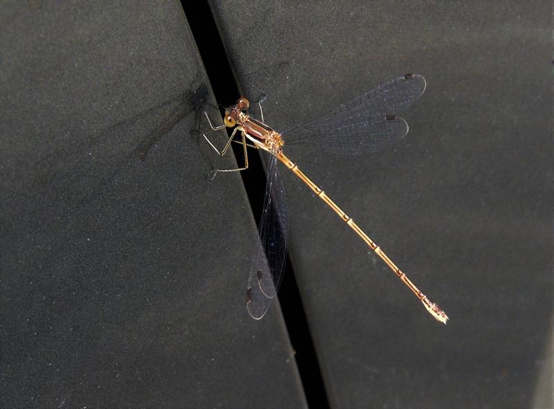 Photo of Slender Spreadwing