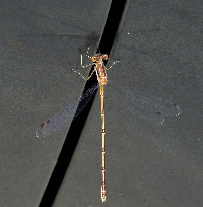 Photo of Slender Spreadwing