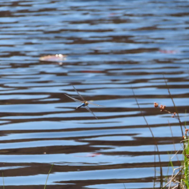 Photo of Common Green Darner
