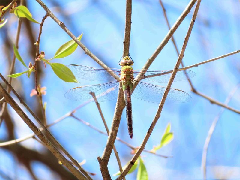 Photo of Common Green Darner
