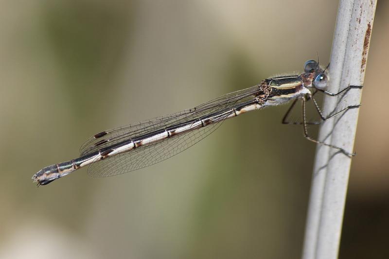 Photo of Southern Spreadwing