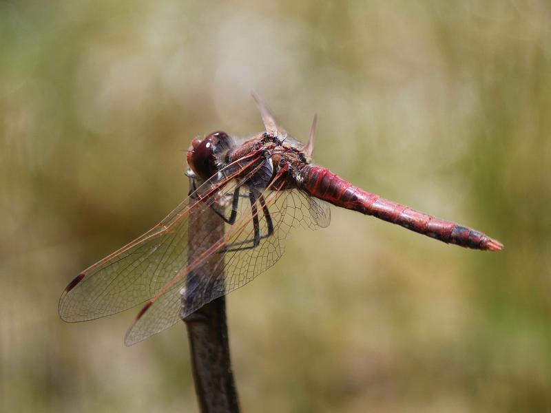 Photo of Variegated Meadowhawk