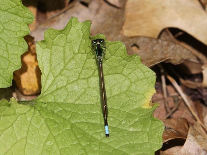 Photo of Eastern Forktail