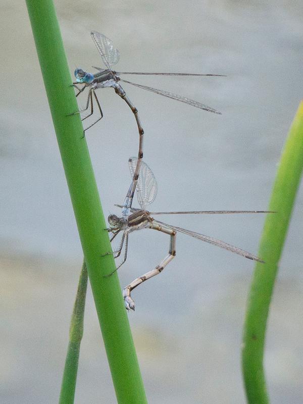 Photo of Southern Spreadwing