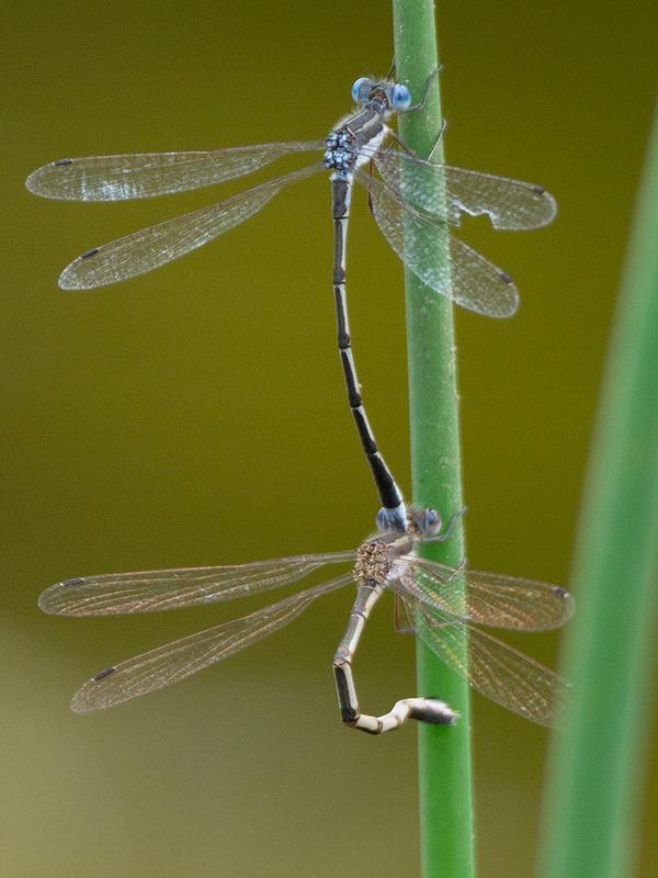 Photo of Southern Spreadwing