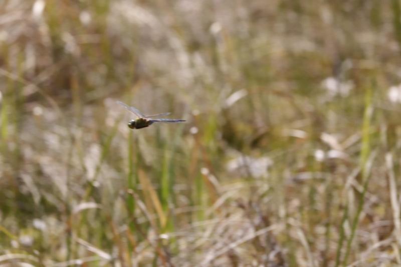 Photo of Common Green Darner
