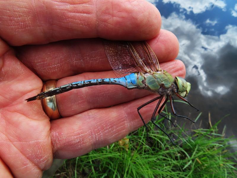 Photo of Common Green Darner