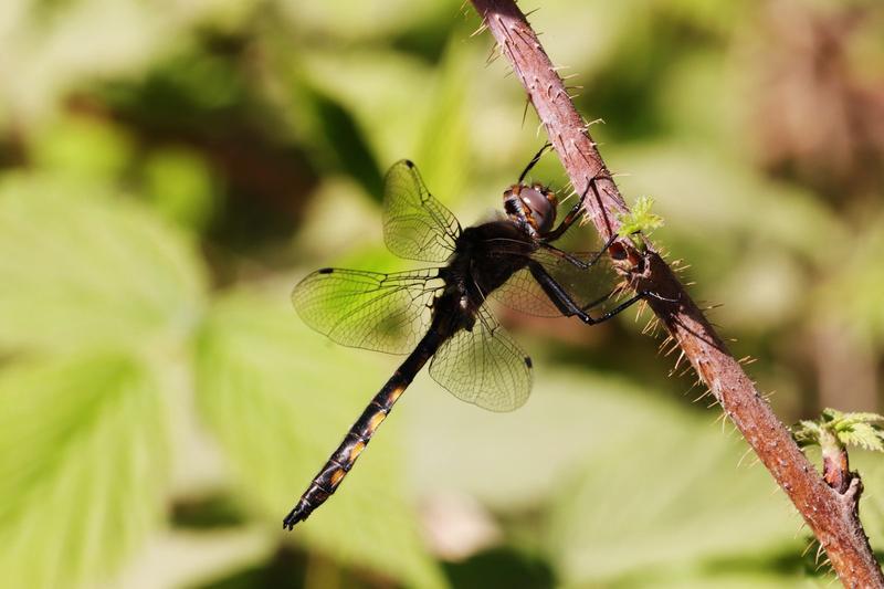 Photo of Beaverpond Baskettail