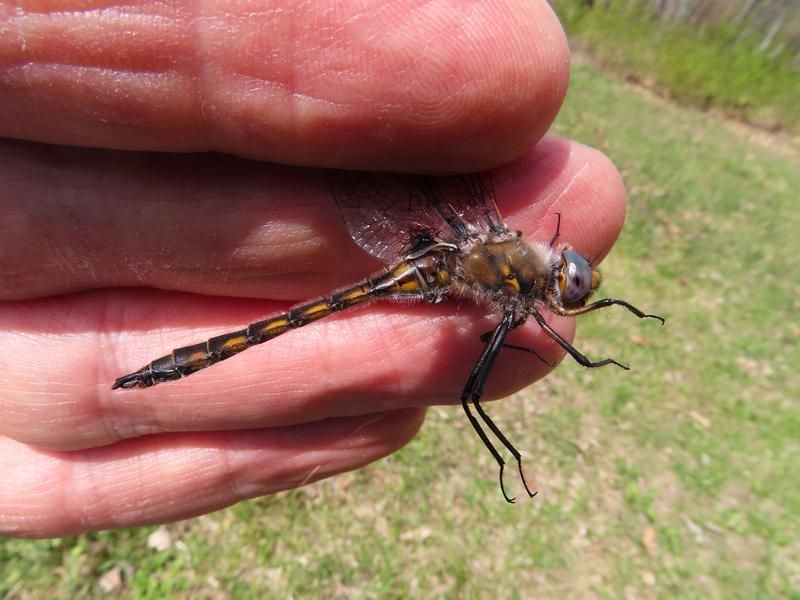 Photo of Beaverpond Baskettail
