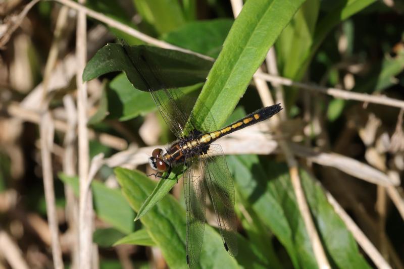 Photo of Dot-tailed Whiteface
