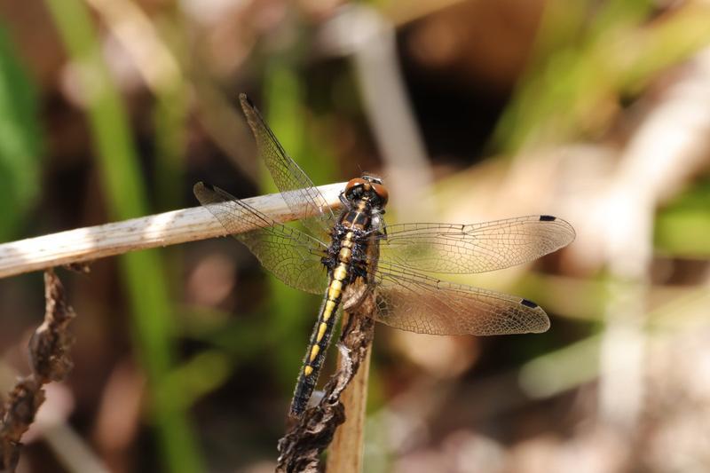 Photo of Dot-tailed Whiteface
