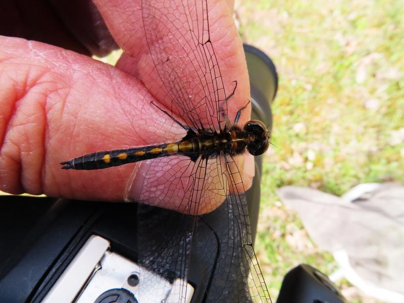 Photo of Dot-tailed Whiteface