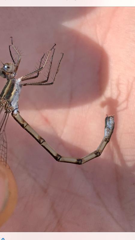 Photo of Southern Spreadwing