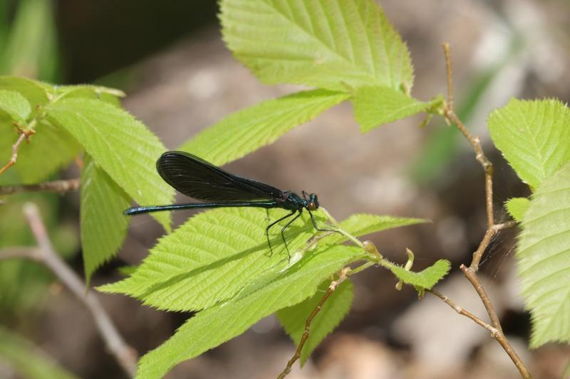 Photo of Ebony Jewelwing