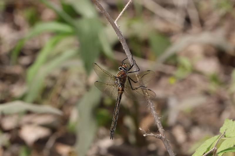 Photo of American Emerald